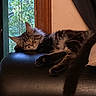 Chunky Monkey joined the competition — help win amazing prizes! animal, cat, couch, cozy, curtain, domestic, fur, furniture, home, indoor, leaves, natural_light, pet, quiet, relaxation, resting, sleeping, tabby, window, wood