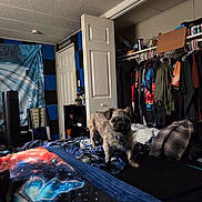 Bo Bo is registered to the contest to win money with this photo: dog, blanket, bedroom, clothing, closet, door, furniture, indoor, pet, small_dog, soundproofing, towel, plaid, hanger, shelf, fan, casual, colorful, decor, standing