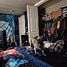dog, blanket, bedroom, clothing, closet, door, furniture, indoor, pet, small_dog, soundproofing, towel, plaid, hanger, shelf, fan, casual, colorful, decor, standing