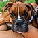 Bruno