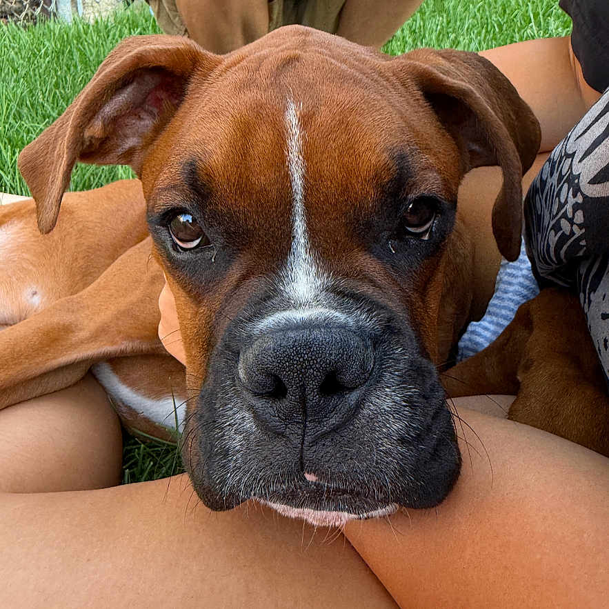 Bruno is registered to the contest to win money with this photo: animal, boxer_dog, brown_dog, close_up, companion, crouching, dog, ears, face, fence, grass, legs, nature, outdoor, person, pet, relaxing, resting, snout, summer