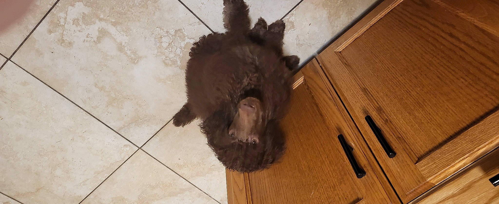 Gus Gus joined the competition — help win amazing prizes! brown, carnivore, companion_dog, dog, dog_breed, felidae, floor, flooring, fur, hardwood, liver, plank, small_to_medium_sized_cats, snout, sporting_group, tail, varnish, whiskers, wood, wood_stain