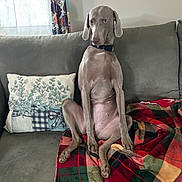 Maeve joined the competition — help win amazing prizes! dog, canine, pet, sitting, couch, blanket, pillow, indoor, curious, gray, fur, collar, window, curtains, home, living_room, animal, portrait, relaxed, furniture