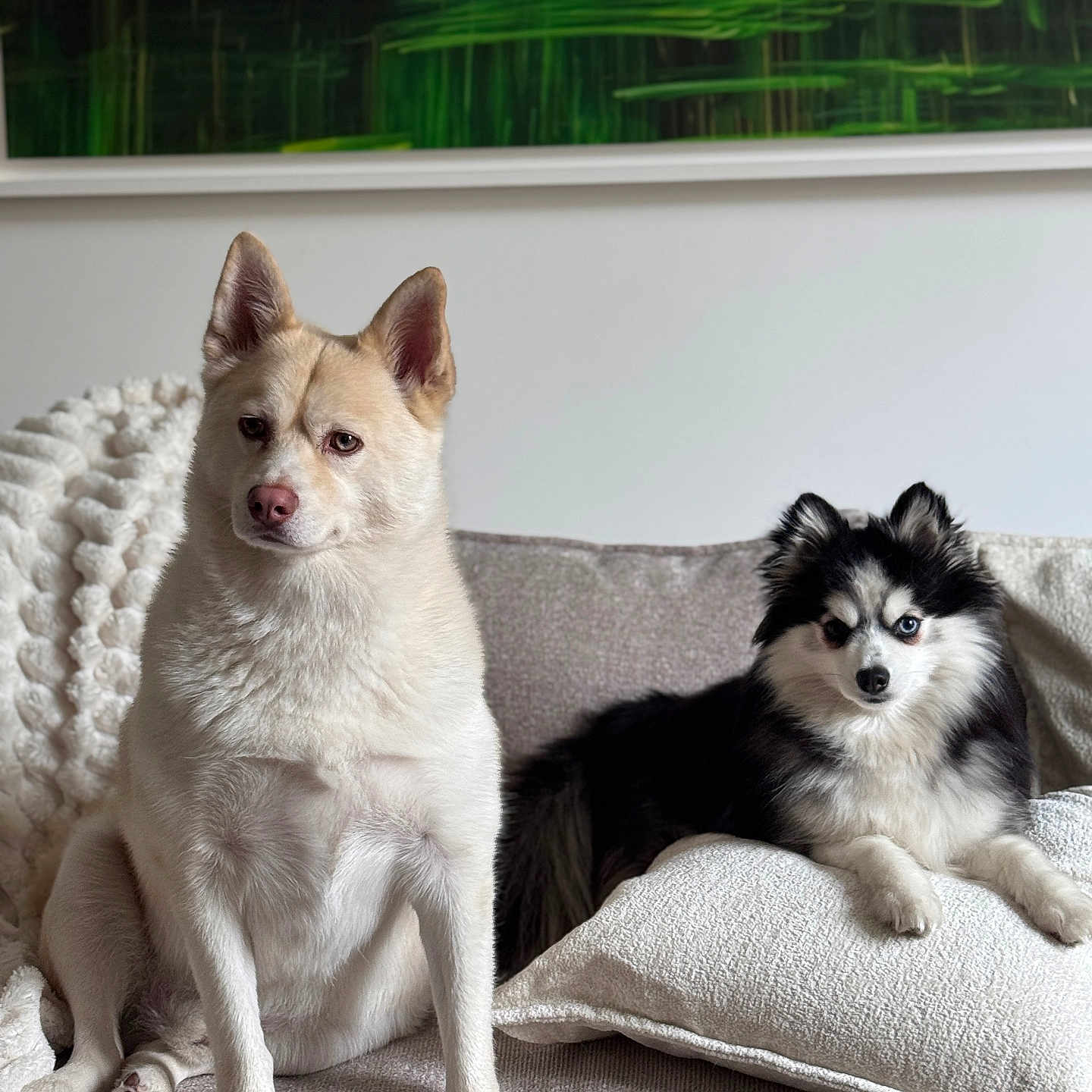 Taïa Et Tokyo a rejoint le concours — aidez-le/la à gagner de superbes lots ! dog, couch, pillow, blanket, indoor, pet, fur, black_and_white, cream_colored, sitting, lying_down, living_room, home, animal, cute, companion, domestic, relaxed, portrait, furniture