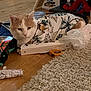 animal, box, casual, cat, clothing, domestic, feline, flooring, home, indoor, measuring_tape, orange_cat, pet, plastic_packaging, relaxed, rug, shirt, stuffed_toy, white_cat, wooden_floor