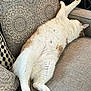cat, comfort, couch, cozy, domestic_animal, feline, fluffy, furniture, home, indoor, lazy, orange, patterned_cushion, paws, pet, relaxing, resting, sleeping, stretching, white