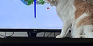 Bobo joined the competition — help win amazing prizes! animal, cat, couch, curious, electronics, entertainment, feline, fur, home, indoor, light, pet, plant, red_creatures, screen, shadow, technology, television, watching, whiskers