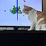 animal, cat, couch, curious, electronics, entertainment, feline, fur, home, indoor, light, pet, plant, red_creatures, screen, shadow, technology, television, watching, whiskers