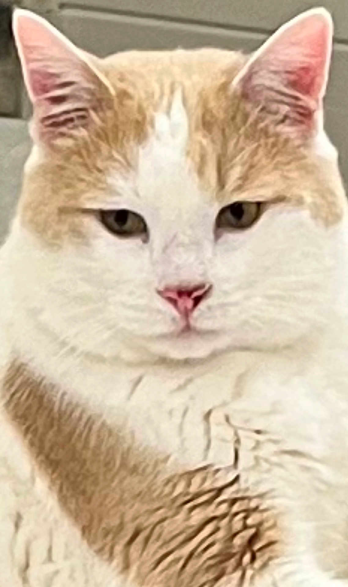 Bobo
