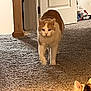 animal, carpet, cat, companion, curiosity, domestic, door, ears, feline, focus, fur, home, household, indoor, orange_and_white_cat, pets, room, shadow, two_cats, walking