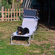 Only participe au concours pour gagner de l'argent avec cette photo : backyard, dachshund, dog, fence, garden, grass, hedge, lawn, lounge_chair, metal_frame, outdoor, pathway, pet, plants, relaxing, shadow, solar_panel, summer, sunlight, tree