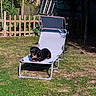 backyard, dachshund, dog, fence, garden, grass, hedge, lawn, lounge_chair, metal_frame, outdoor, pathway, pet, plants, relaxing, shadow, solar_panel, summer, sunlight, tree
