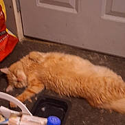 Mango is registered to the contest to win money with this photo: animal, carpet, cat, container, domestic, door, doorframe, feline, floor, fluffy, food_bag, household_items, indoor, lying_down, orange_cat, pet, relaxed, resting, sleeping, water_bottle