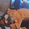 Mango is registered to the contest to win money with this photo: blurred_background, cardboard_box, cat, clothes, clutter, domestic_animal, furniture, household, indoor, living_room, orange_cat, orange_fur, person, pet, relaxed, resting, screen, tabby_cat, television, woman