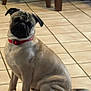 Max joined the competition — help win amazing prizes! dog, pug, tile_floor, red_collar, sitting, indoor, chair, table_leg, looking_up, wrinkled_face, paws, tail, fur, pet, cute, curious, floor_tile, home_interior, animal, portrait