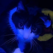 Tux joined the competition — help win amazing prizes! big_eyes, black_and_white, blanket, blue_light, cat, closeup, cozy, cute, feline, fur, indoor, low_light, night, paw, pet, portrait, staring, toy, tuxedo_cat, whiskers