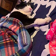 Tux joined the competition — help win amazing prizes! cat, tuxedo_cat, sleeping, blanket, plaid_blanket, bed, bedding, paw, pink_lanyard, navy_pattern, pillow, indoor, dresser, cozy, pet, whiskers, pink_nose, closeup, relaxing, fur