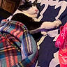 Tux joined the competition — help win amazing prizes! bed, bedding, blanket, cat, closeup, cozy, dresser, fur, indoor, navy_pattern, paw, pet, pillow, pink_lanyard, pink_nose, plaid_blanket, relaxing, sleeping, tuxedo_cat, whiskers