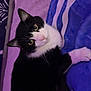 Tux is registered to the contest to win money with this photo: cat, tuxedo_cat, pet, bed, blanket, purple, striped_blanket, paw, whiskers, green_eyes, portrait, indoor, cozy, looking_up, fur, cute, relaxed, bedding, ear, black_and_white