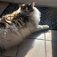 Munchkin is registered to the contest to win money with this photo: cat, pet, fluffy_cat, long_hair, fur, sunlight, tile_floor, door, window, doormat, mat, shadow, lounging, indoor, whiskers, paws, relaxed, portrait, domestic, home