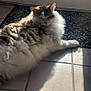 cat, pet, fluffy_cat, long_hair, fur, sunlight, tile_floor, door, window, doormat, mat, shadow, lounging, indoor, whiskers, paws, relaxed, portrait, domestic, home