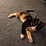 cat, kitten, calico, pet, animal, paw, fur, carpet, indoor, cute, curious, laying_down, whiskers, ears, tail, small, young, mammal, feline, domestic