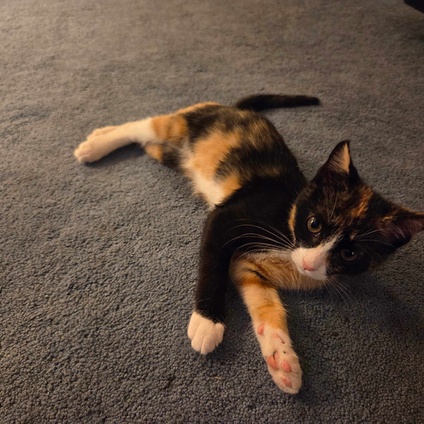 Kiki joined the competition — help win amazing prizes! animal, calico, carpet, cat, curious, cute, domestic, ears, feline, fur, indoor, kitten, laying_down, mammal, paw, pet, small, tail, whiskers, young