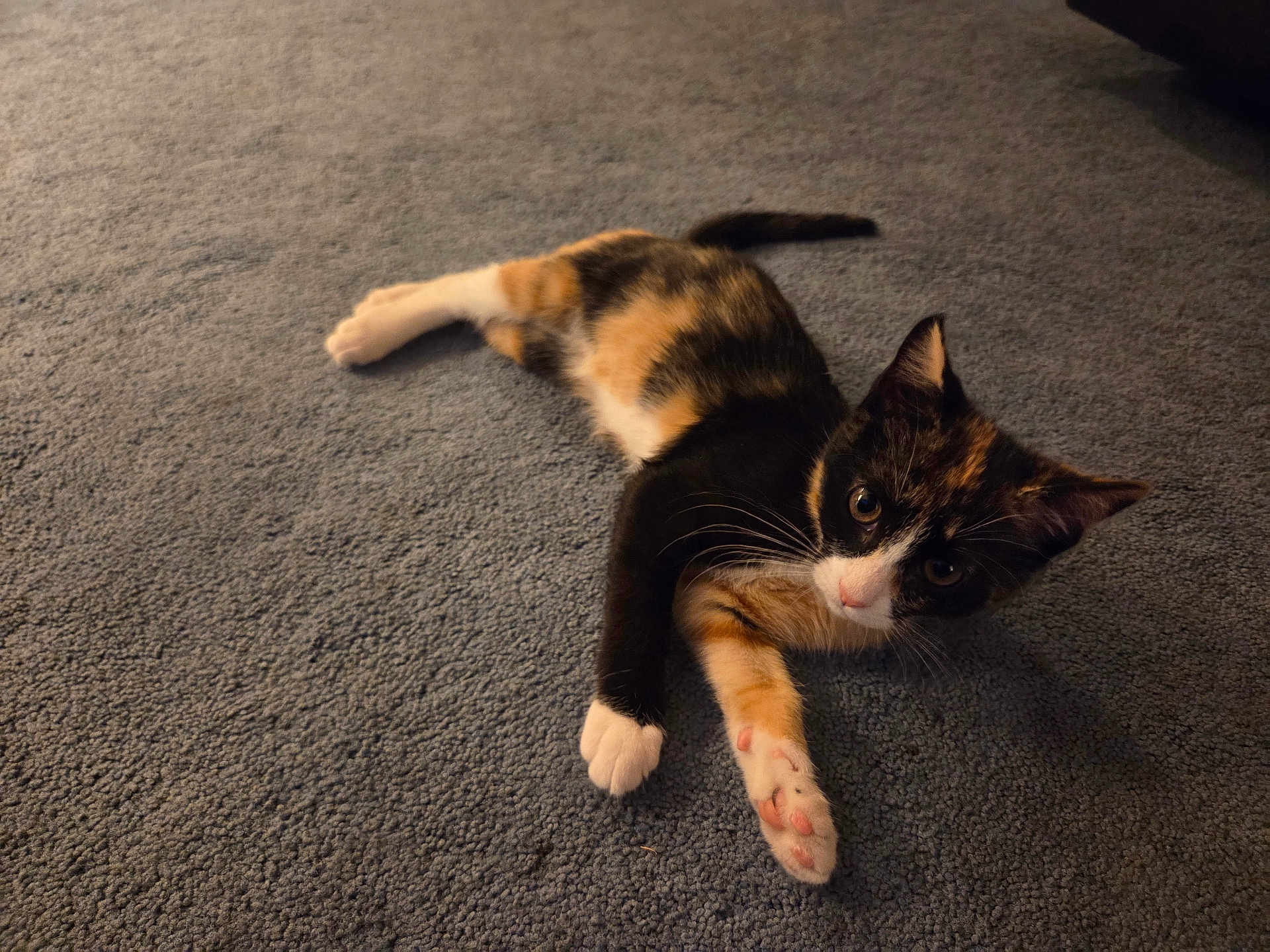 Kiki joined the competition — help win amazing prizes! cat, kitten, calico, pet, animal, paw, fur, carpet, indoor, cute, curious, laying_down, whiskers, ears, tail, small, young, mammal, feline, domestic
