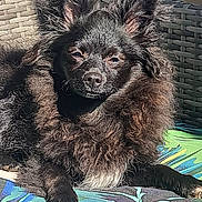 Angelo participe au concours pour gagner de l'argent avec cette photo : dog, pet, black_fur, fluffy, close_up, portrait, sunlight, wicker_furniture, cushion, patterned_fabric, paw, nose, whiskers, ear, resting, sleepy, outdoor, domestic_animal, shadow, muzzle