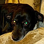 Lewis participe au concours pour gagner de l'argent avec cette photo : animal, black_dog, canine, close_up, comfort, companion, couch, cushion, dog, domestic_animal, ears, fur, indoors, laying_down, pet, portrait, relaxation, resting, sleepy, snout