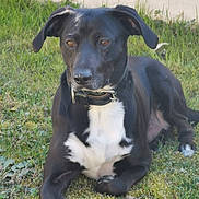 Lewis participe au concours pour gagner de l'argent avec cette photo : animal, black_dog, calm, canine, collar, daylight, dog, domestic_animal, ears, fur, grass, lying_down, mammal, nature, nose, outdoor, pet, quiet, resting, white_chest