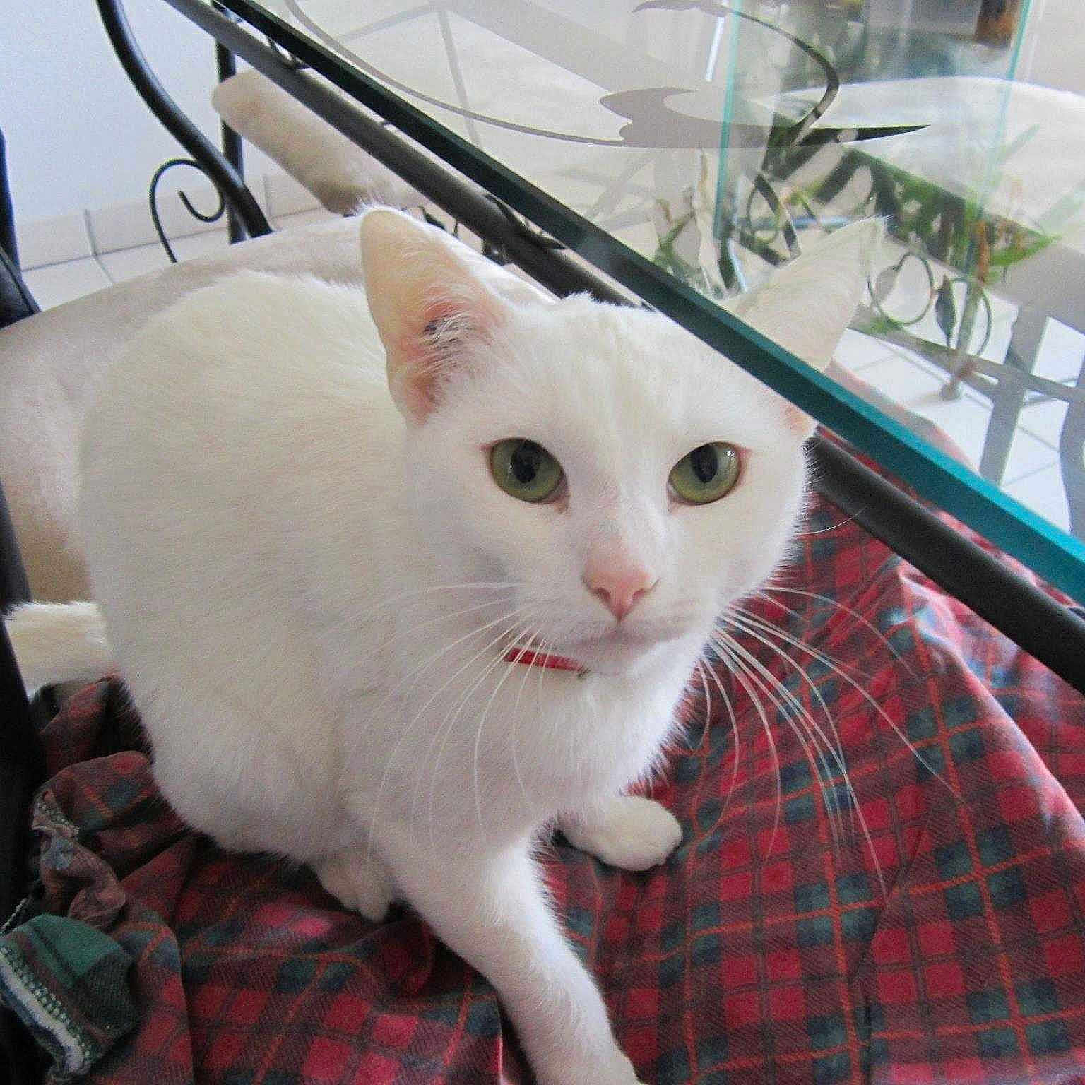 Mimine a rejoint le concours — aidez-le/la à gagner de superbes lots !