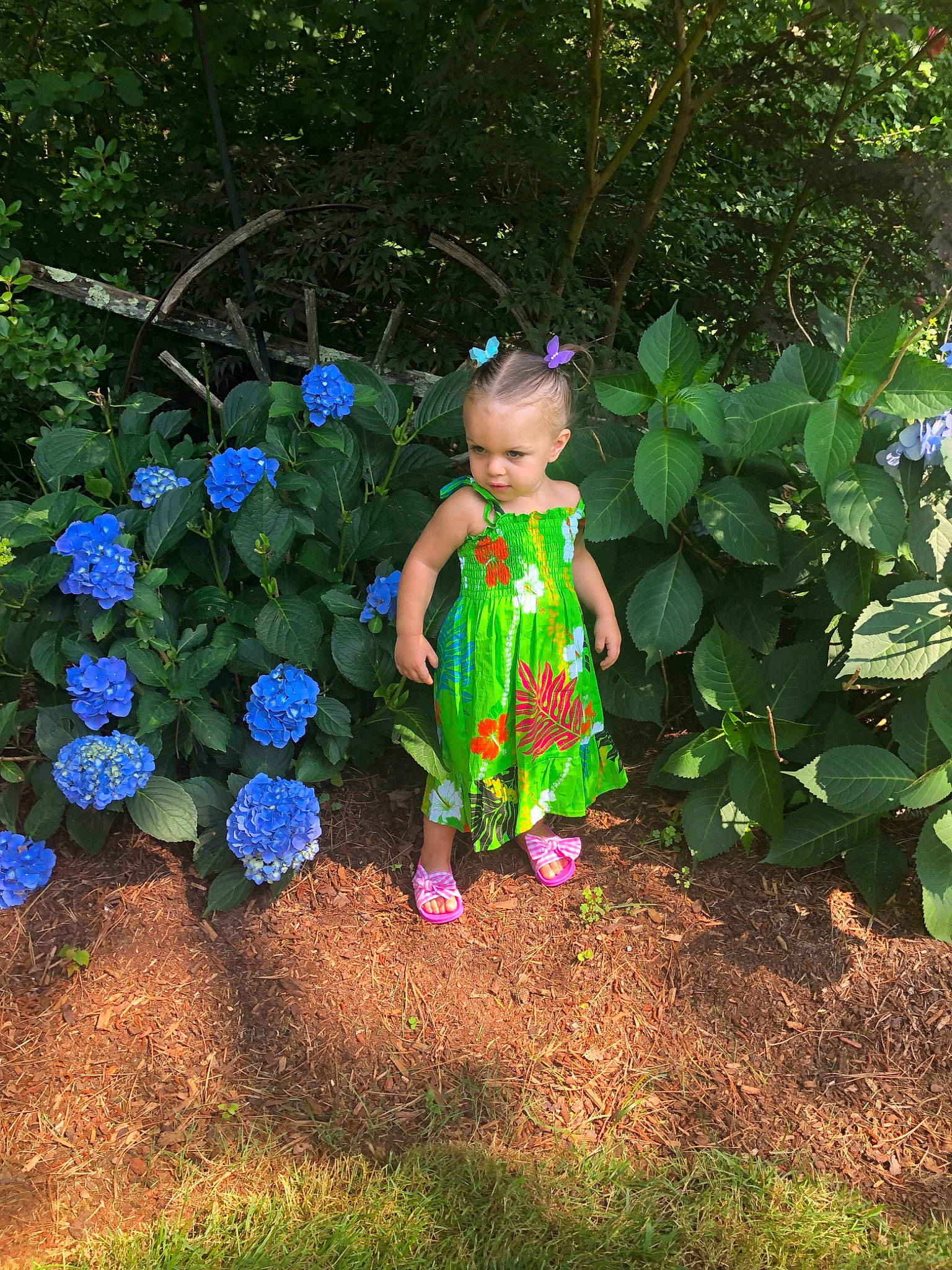 Lylah joined the competition — help win amazing prizes! botany, child, cornales, fictional_character, flower, flowering_plant, garden, hydrangea, leaf, person, plant, shrub, spring, toddler, wildflower