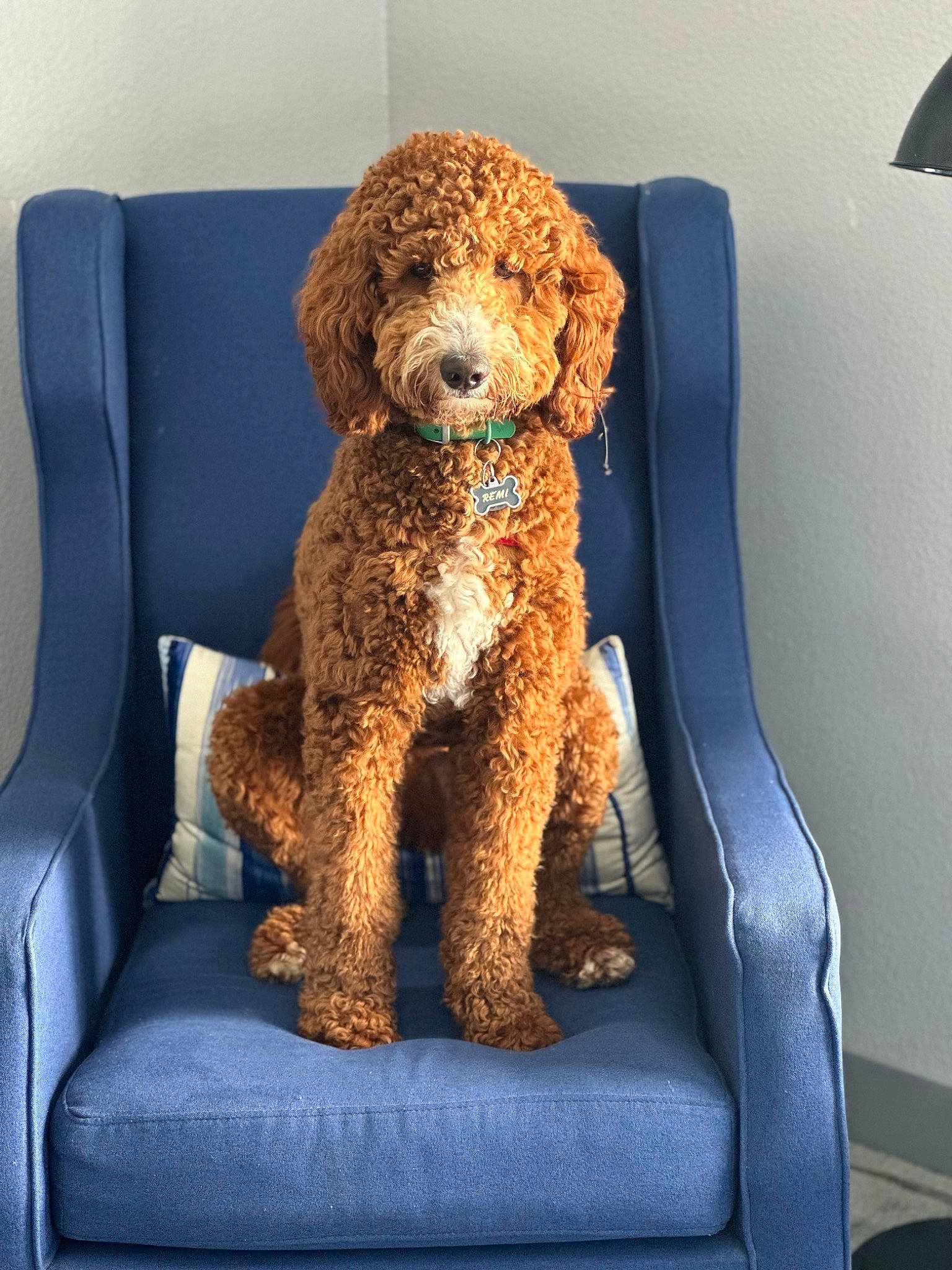 Remi is registered to the contest to win money with this photo: canidae, carnivore, chair, companion_dog, dog, dog_breed, fawn, fur, labradoodle, liver, pet_supply, poodle, room, sporting_group, stuffed_toy, teddy_bear, toy, toy_dog, water_dog, working_animal