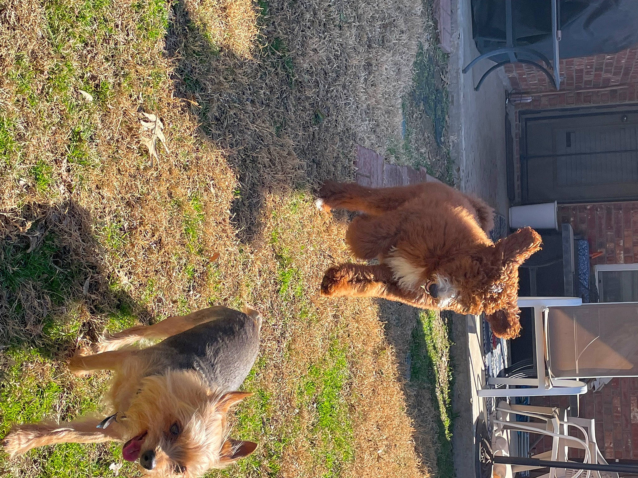 Remi joined the competition — help win amazing prizes! canidae, carnivore, dog_breed, fawn, felidae, fox_squirrel, fur, grass, heat, mammal, plant, small_to_medium_sized_cats, snout, sporting_group, tail, terrestrial_animal, vertebrate, whiskers, wildlife, wood