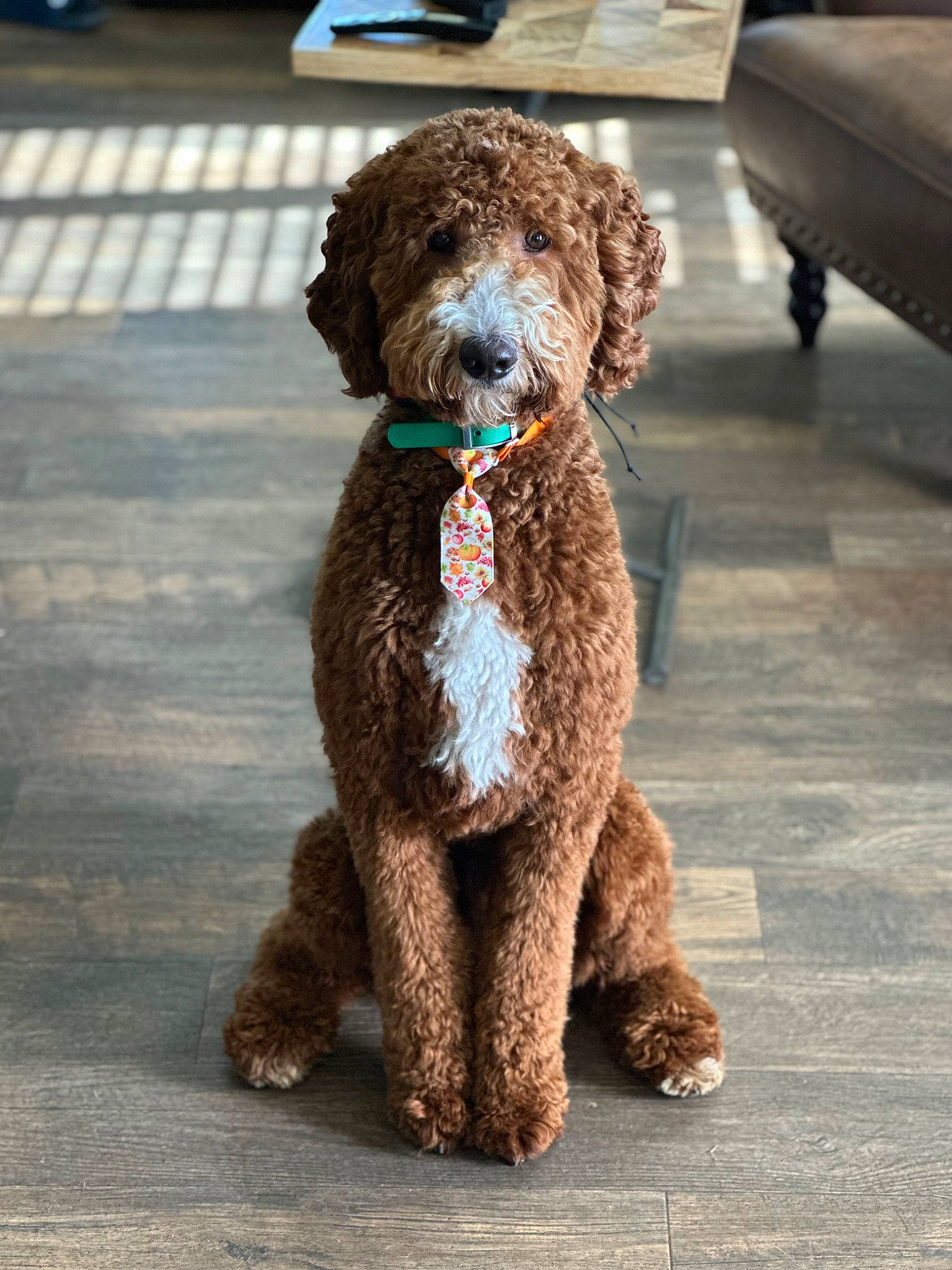 Remi is registered to the contest to win money with this photo: canidae, carnivore, collar, companion_dog, dog, dog_breed, dog_collar, fawn, fur, liver, poodle, snout, sporting_group, tail, terrestrial_animal, toy, water_dog, working_animal
