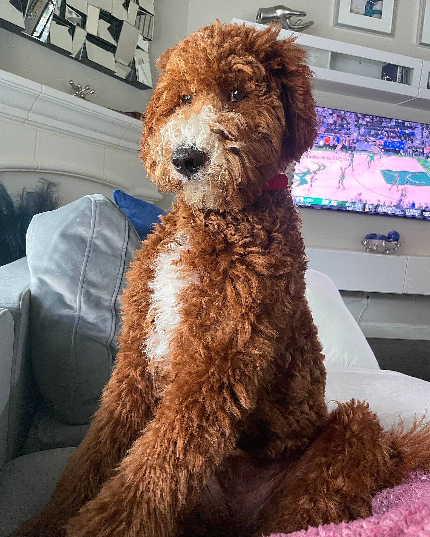 Remi is registered to the contest to win money with this photo: canidae, carnivore, companion_dog, computer_keyboard, computer_monitor, dog, dog_breed, fur, home_appliance, peripheral, poodle, small_terrier, snout, sporting_group, television, terrier, toy, toy_dog, water_dog, working_animal