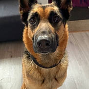 Nala a rejoint le concours — aidez-le/la à gagner de superbes lots ! animal, black, brown, canine, collar, curtain, dog, ears, eyes, face, floor, fur, furniture, german_shepherd, home, indoor, looking, nose, pet, sitting