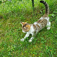 Maléfique a rejoint le concours — aidez-le/la à gagner de superbes lots ! animal, cat, clover, daylight, fence, fur, garden, grass, greenery, kitten, leaf, mammal, nature, outdoor, pet, playful, stretching, tail, whiskers, young