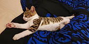 Maléfique a rejoint le concours — aidez-le/la à gagner de superbes lots ! animal, black, blanket, blue, cat, cozy, cute, fur, indoor, kitten, pattern, paw, pet, relaxed, resting, sleeping, small, stretching, tabby, whiskers