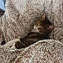 Maléfique a rejoint le concours — aidez-le/la à gagner de superbes lots ! animal, cat, comfort, couch, cozy, cute, ears, feline, fluffy_blanket, fur, home, indoor, looking_back, pet, relaxed, resting, sleepy, soft_texture, tabby, whiskers