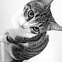 Maléfique participe au concours pour gagner de l'argent avec cette photo : animal, black_and_white, cat, close_up, curious, cute, domestic_cat, ears, eyes, feline, head_tilt, indoor, looking_up, mammal, pet, portrait, soft_light, striped, tabby, whiskers