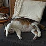 Ziggy participe au concours pour gagner de l'argent avec cette photo : cat, calico_cat, sleeping, relaxed, sprawled, upside_down, sofa, couch, cushion, living_room, indoor, home, furniture, wooden_table, plate, snacks, blanket, white_fur, brown_fur, tail