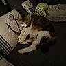 cat, pet, animal, sleepy, lounging, sofa, couch, pillows, blanket, living_room, indoor, home, relaxed, tabby, white_fur, brown_fur, portrait, cozy, furniture, nap