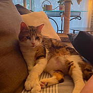 Ziggy a rejoint le concours — aidez-le/la à gagner de superbes lots ! cat, couch, cozy, curtain, furniture, home, indoor, living_room, paw, pet, pillow, plant, relaxed, resting, scratching_post, striped_fabric, sunlight, tabby_cat, whiskers, window