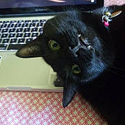 Mona joined the competition — help win amazing prizes! black_cat, cable, cat, close_up, collar, fangs, fur, green_eyes, indoor, keyboard, laptop, patterned_bedspread, pet, playful, portrait, relaxed, screen, technology, upside_down, whiskers