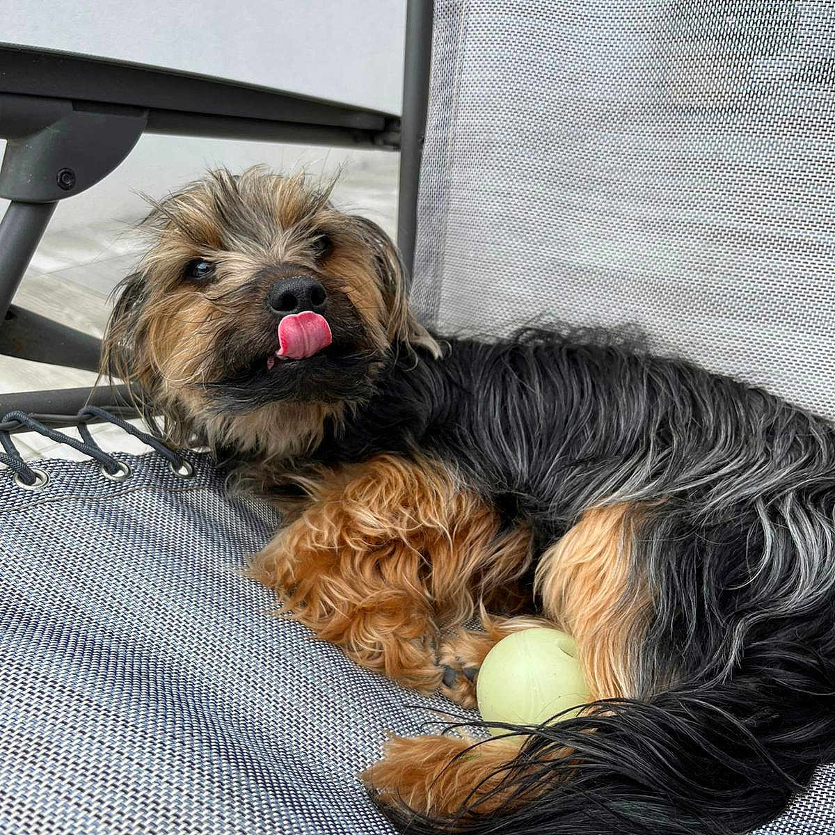 Titeuf a rejoint le concours — aidez-le/la à gagner de superbes lots ! animal, ball, black_fur, brown_fur, canine, chair, closeup, companion, cute, dog, fur, happy, indoor, pet, playful, relaxed, resting, small_dog, texture, tongue_out