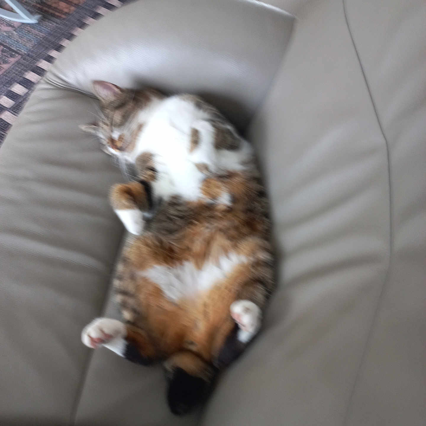 Romy a rejoint le concours — aidez-le/la à gagner de superbes lots ! animal, belly_up, cat, couch, cozy, cute, feline, fur, furry, home, indoor, leather, paws, pet, relaxed, resting, sleeping, tabby, whiskers, white_paws