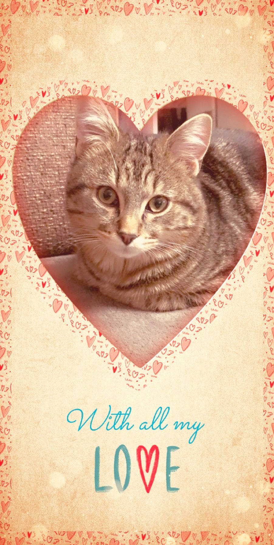Chucky a rejoint le concours — aidez-le/la à gagner de superbes lots ! asian, carnivore, cat, domestic_short_haired_cat, european_shorthair, felidae, greeting_card, heart, kitten, love, photo_caption, small_to_medium_sized_cats, tabby_cat, text, valentines_day, whiskers