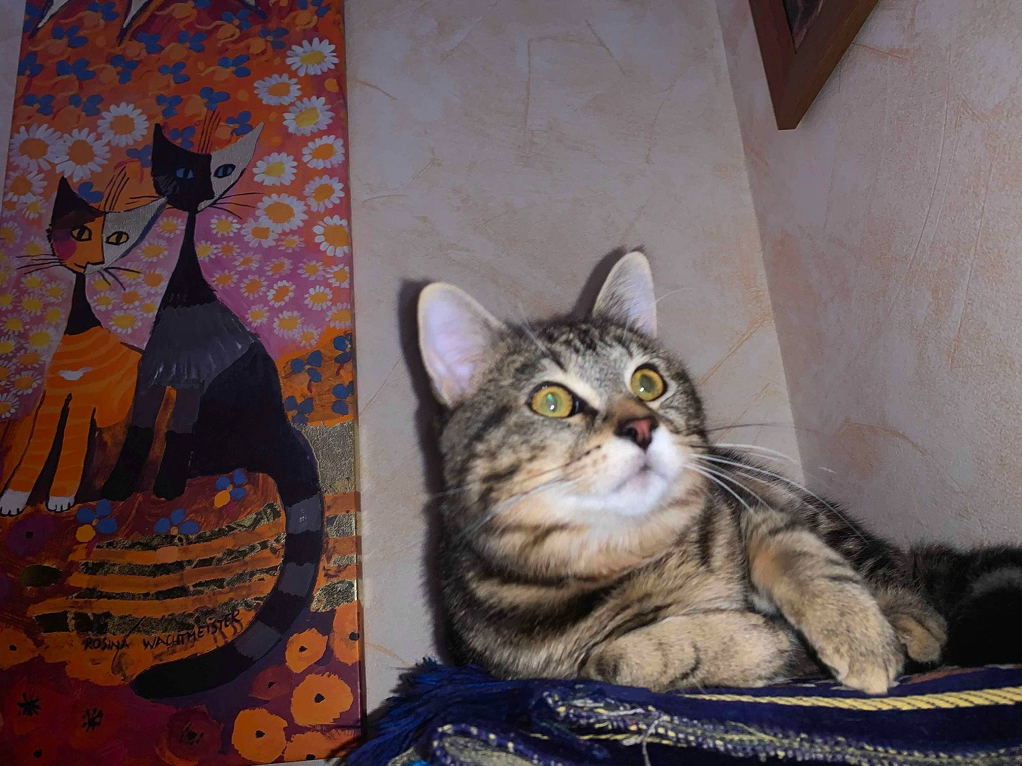 Chucky participe au concours pour gagner de l'argent avec cette photo : american_shorthair, asian, california_spangled, carnivore, cat, domestic_short_haired_cat, dragon_li, european_shorthair, felidae, kitten, mammal, small_to_medium_sized_cats, tabby_cat, whiskers